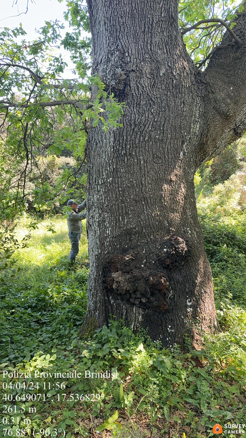 bosco delle montecchie 2